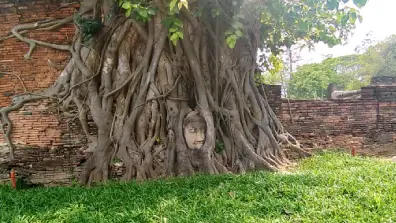 Ayutthaya - Der Buddha Kopf im Bayan Baum