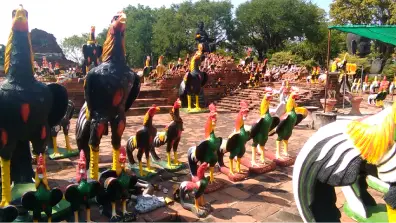 Ayutthaya - Hühner im Wat Thammikarat dem Hühnchentempel