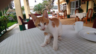 Banjul - Katze im Hotel