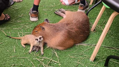 Bangkok - Höchstes Gebäude in Thailand, das King Power Maha Nakhon 