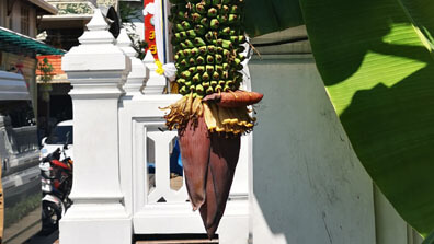 Bangkok - Bananenstauden im Wat Traimit