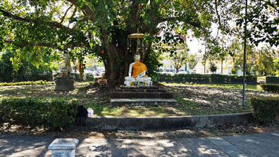 Bangkok - Bodhi Baum im Wat Phra Sri Mahathat 
