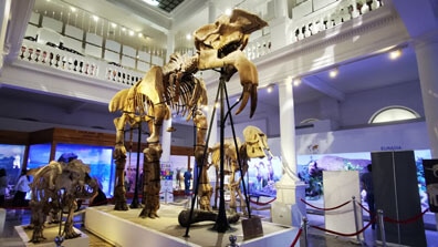 Bukarest - Naturkundemuseum