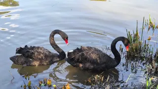 Chengdu - Black Swan im Panda Park