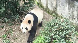 Chengdu - Ginat Panda Gehege