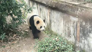Chengdu - Panda Research Center 