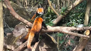 Chengdu - Roter Panda