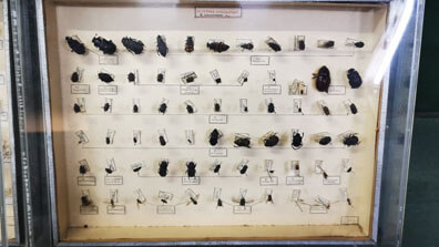 Chisinau - Archivierte Käfer hinter Glas, Nationalmuseum für Völkerkunde und Naturgeschichte