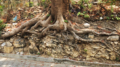 Chiapa de Corzo - Wurzeln eines Baumes im Fels