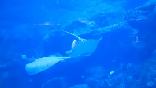 Dubai - Aquarium & Underwater Zoo