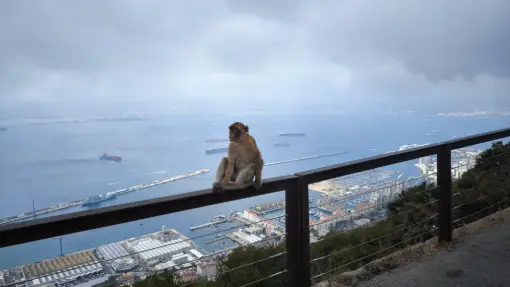 Gibraltar - Berberaffen