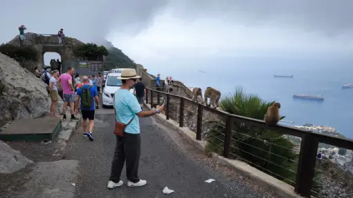 Gibraltar - Monkey Feeding Station