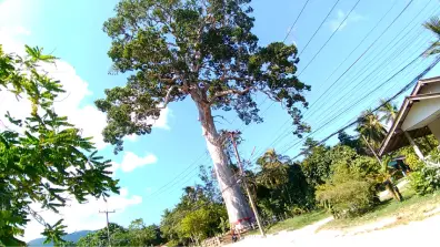 Koh Phangan - Big Tree Yang Na Yai