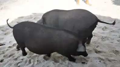 Koh Samui - Ko Mat Sum (Pig Island)