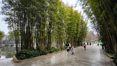 Kunming Green Lake Park - Bambuswald