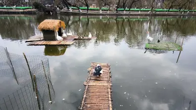 Kunming Green Lake Park - Enten & Gänse