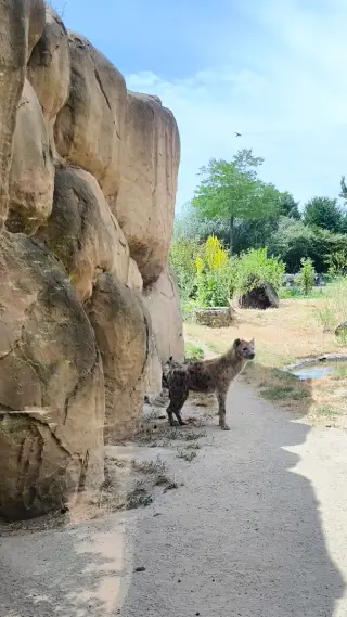 Leipzig Zoo - Hyäne