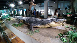 Manila - National Museum of Natural History