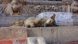 Lalitpur - keine schlafenden Hunde wecken.
