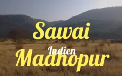 Sawai Madhopur » Ranthambore National Park