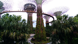 Singapur - SuperTrees