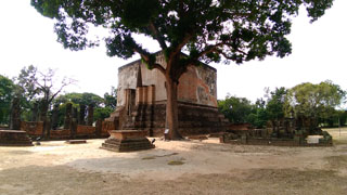 Sukhothai - 200 Jahre alter Mangobaum