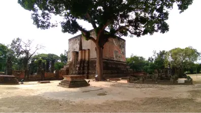 Sukhothai - 200 Jahre alter Mangobaum