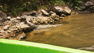 Nationalpark Sumidero Canyon in Chiapas - Krokodile