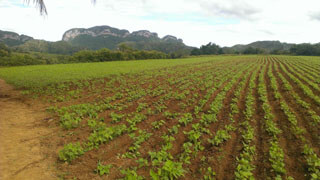 Kuba - Tabakpflanzen im Vinales Tal 